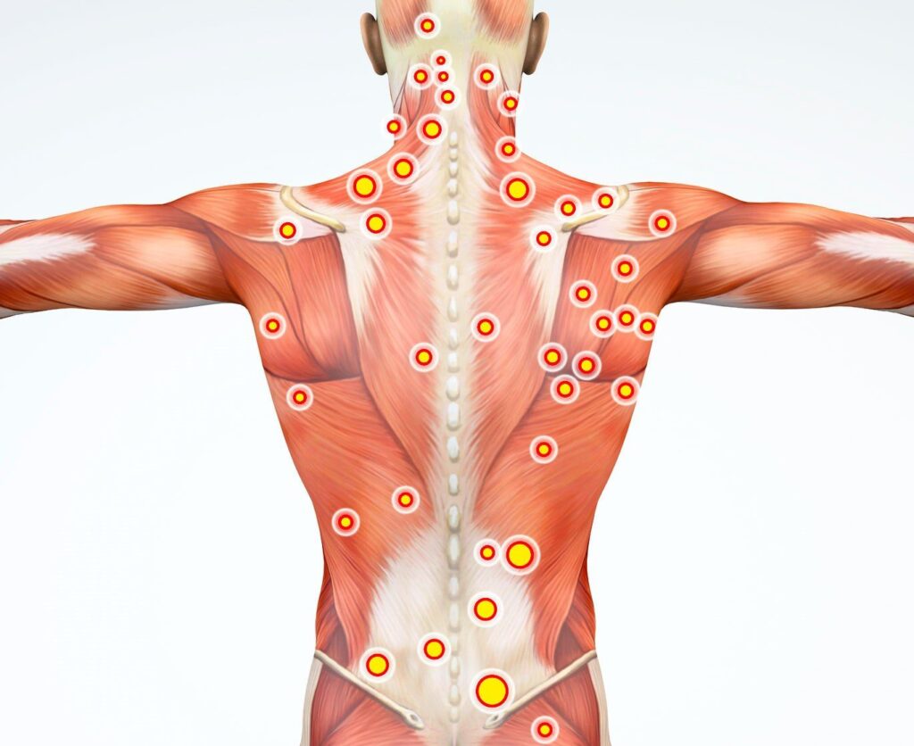 Which proprioceptive organ is targeted during myofascial release techniques